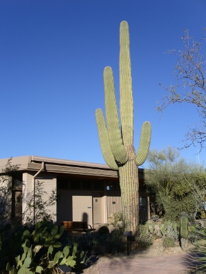 [Cactus three times a high as single story visitor center.]